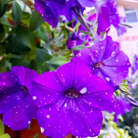 Casa El Greco Costinesti