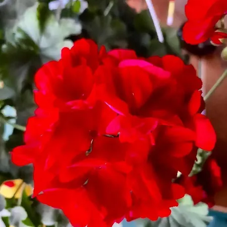 Casa El Greco Costinesti